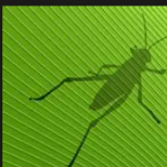 Grasshopper